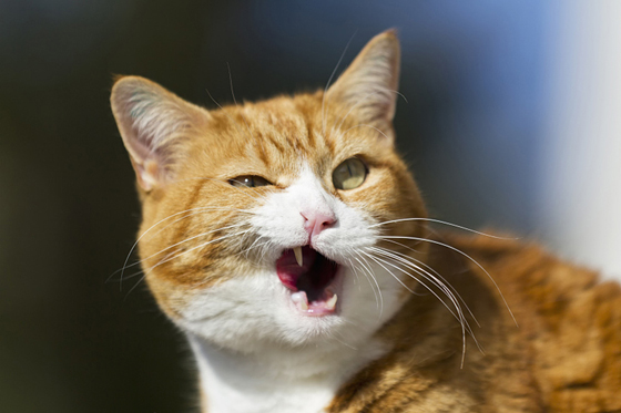 猫咪这个样子看着你,不用说你也明白是什么意思吧!