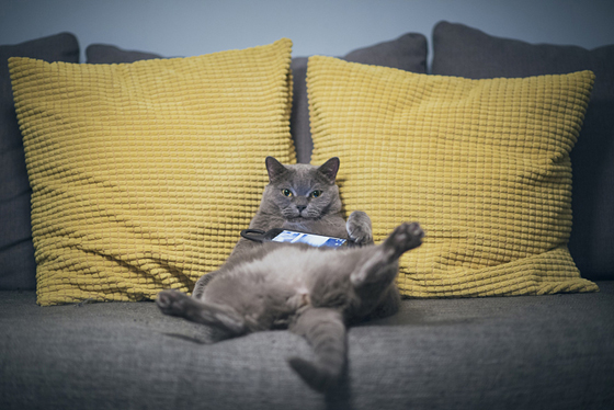 猫咪的大智慧是早已评估好情况,尽量会避免冲突的发生。