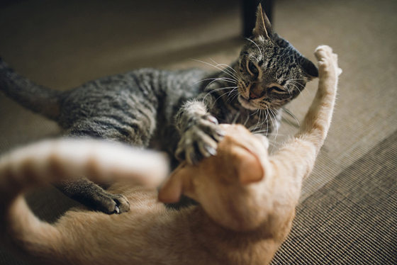 无法避免冲突时,猫咪只有动真格奋起战斗。