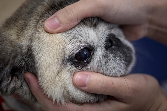 几乎每只高龄狗都会有青光眼或白内障，严重者甚至会失明。