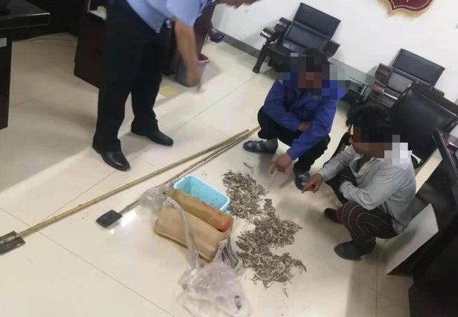 捕捉50只以上壁虎属于重大刑事案件# ,#两男子捉490只壁虎被抓获#
