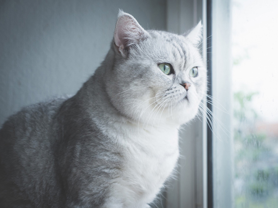 猫猫行为学家指出，猫猫如经常被困在室内，或有损它们精神健康。