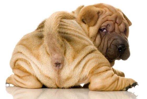 肛门腺是一个分泌腺，如果长久没有被清理的话就会堆积大量有味道的分泌物。除了会造成细菌感染和发炎以外，还会让狗狗身上的体味大大加重。