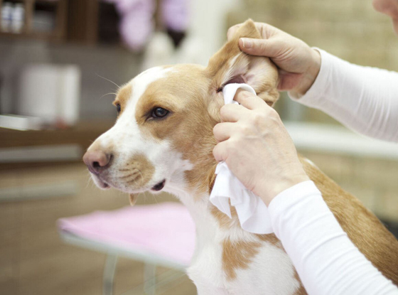 狗狗耳朵也会有难闻的气味，要定期清理，最好就是给狗狗的耳朵滴入专门的清洁液，然后拉起耳朵轻轻搓揉。最后只要放开双手，狗狗就会自行甩干耳朵里面的清洁液。