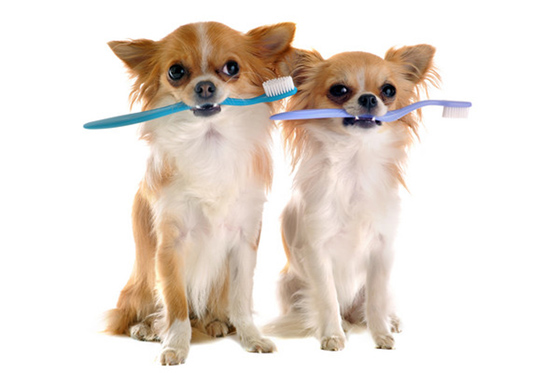 记得帮狗狗定期清理牙齿，才不会蛀牙或口臭！