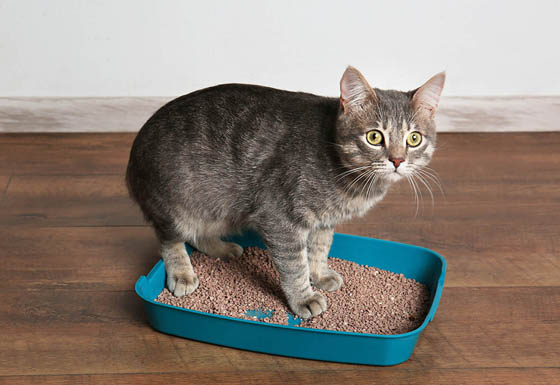 Cute cat in plastic litter box on floor