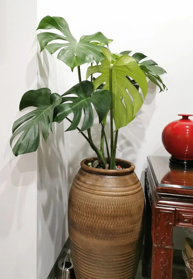 一般的室内温度都很适合龟背芋生长,但尽量避免低温以下,以免造成寒害