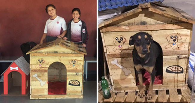 墨西哥的学生利用资源回收，为流浪动物建造家园，获得了大众的赞扬。