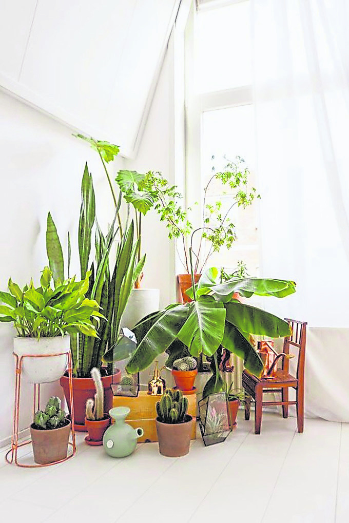 现在很多人喜欢在家中摆放植物，不仅起到装饰作用，还能给室内带来鲜活的气息。