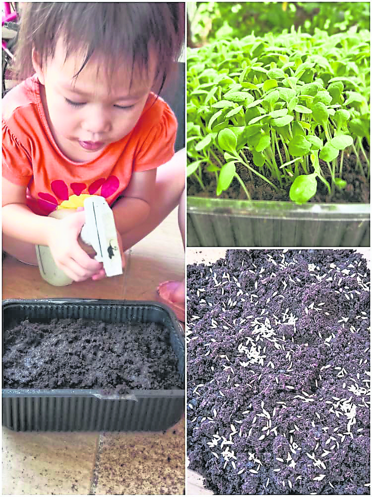 小妹妹学习培育微菜苗，对植物的生长有简单的了解。
