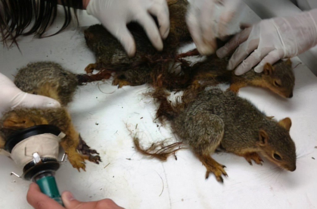 在国外不时就能发现尾巴互缠的“松鼠王”，图中这五只尾巴缠绕在一起的松鼠宝宝，最终被兽医成功解救。