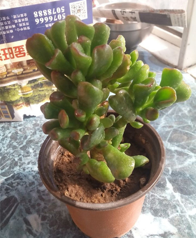 筒叶花月生长期间,需要适当给水。