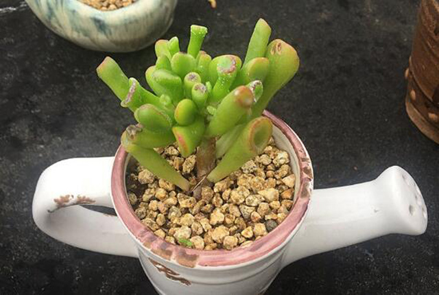 当筒叶花月长得很大,记得要换盆。