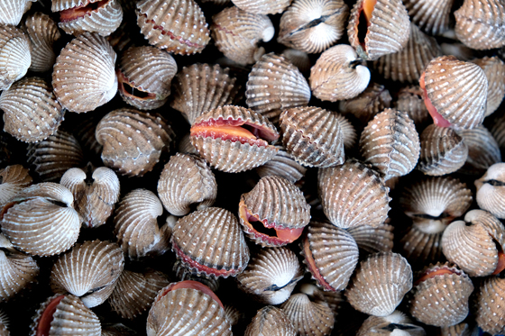 Selective focus view of raw shell ark clams. cockle shells for sale in the market, cockles seafood