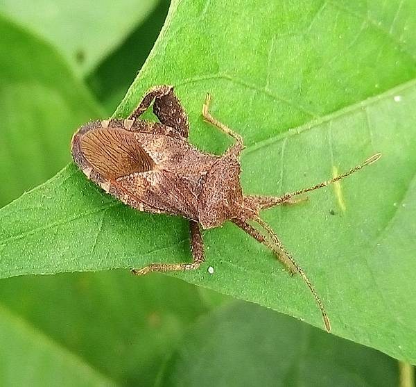 瘤缘椿象是一种果园害虫,影响果实生长。