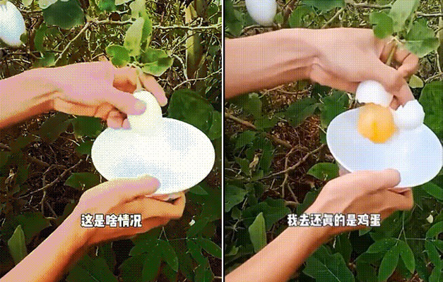 鸡蛋树一敲开,新鲜的蛋黄让你放心……