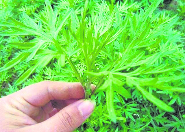 在鬼月身上配戴艾草,阳气充足能抵挡好兄弟。