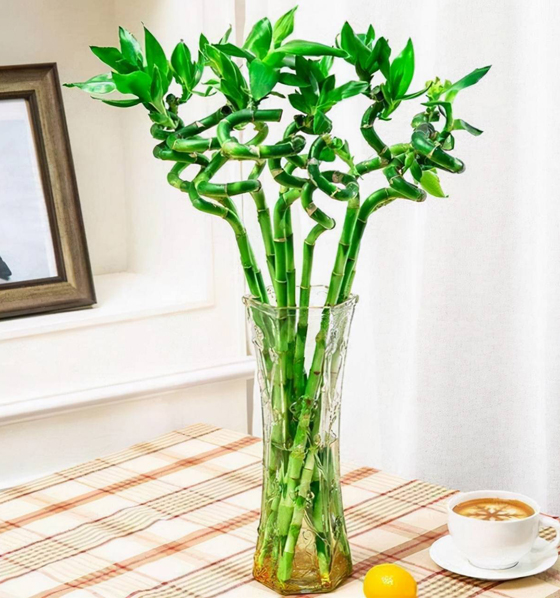 富贵竹是常见的可水培盆栽，不但可以催财生运，还可以保佑平安。