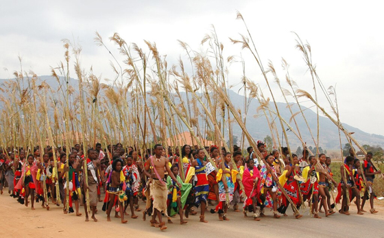 数以万计的裸胸少女在南非祖鲁族新国王的面前表演芦苇舞。