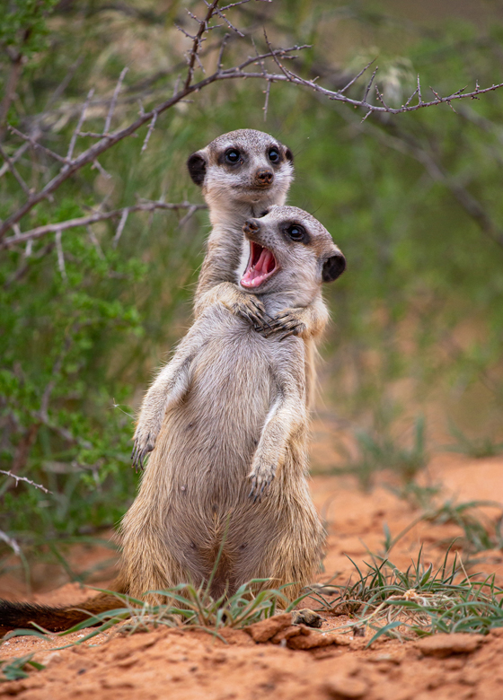 The Comedy Wildlife Photography Awards 2022 Emmanuel Do Linh San Grahamstown South Africa Title: "I'm gonna strangle you!" Description: I was following a group of meerkats on foot in the Kalahari Trails Game Reserve, in South Africa. Most individuals, including adults, were in a playful mood. It gave me a unique opportunity to capture very interesting and dynamic interactions between some members of the group. In the photo that I have selected, there is no aggression between individuals, but rather an interaction that reminds us of humans when one of your friends jokes about you and you pretend to strangle them and, in response, they open their mouth like a simpleton :-) Animal: Meerkats or suricates (Suricata suricatta) Location of shot: Kalahari Trails Game Reserve, South Africa