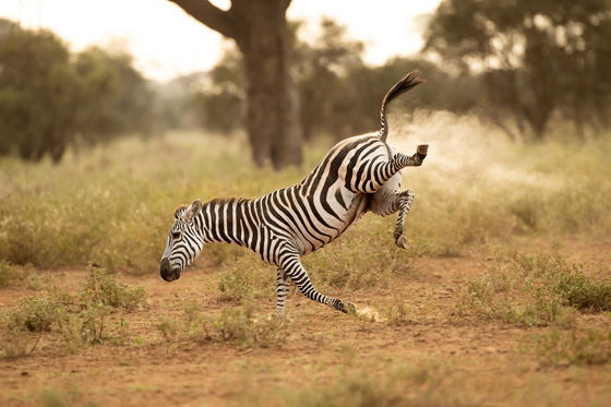 The Comedy Wildlife Photography Awards 2022 Vince Burton North Tuddenham United Kingdom Title: Buck-a-roo! Description: A zebra does a great impression of the 80's children's game Buck-a-roo. It also looks like its been fart-powered :) Animal: Zebra Location of shot: Amboseli, Kenya