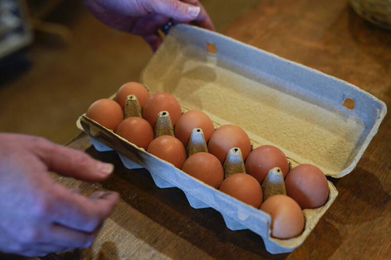 由于禁止用层架式鸡笼养鸡，纽西兰全国陷入鸡蛋短缺的困境，不少人开始争相购买产蛋母鸡。