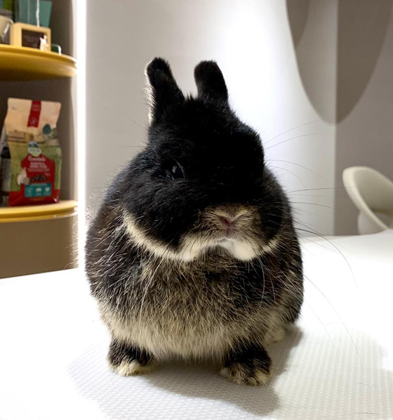 荷兰侏儒兔(Netherland Dwarf)
