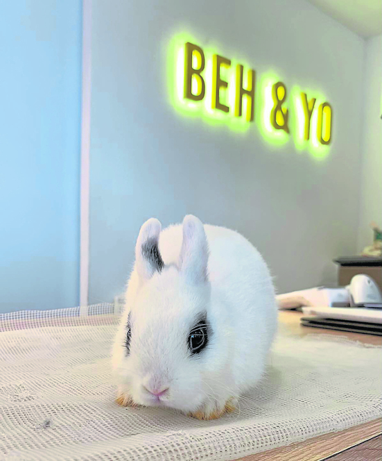 侏儒海棠兔(Dwarf Hotot)