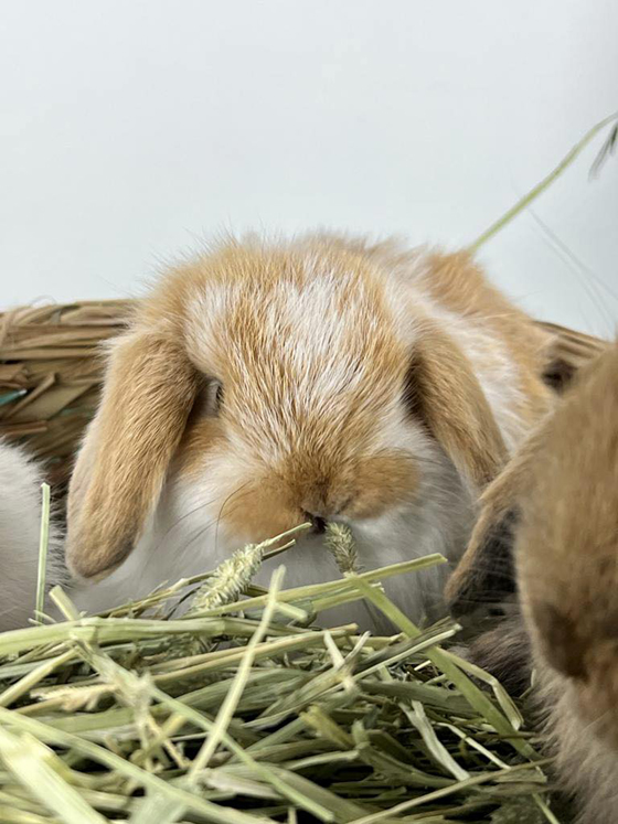 兔子是非常敏感的动物，举凡饮食或环境，都需要特别注意。