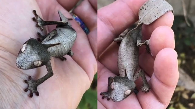  撒旦叶尾壁虎，是一种长相特殊的爬虫类。
