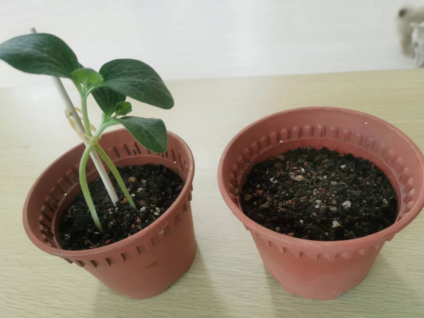 用低氘水灌溉的植物(左)迅速发芽成长,另一个用自来水灌溉的则迟迟未发芽!