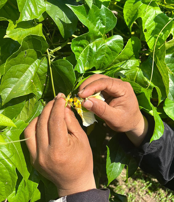 天堂果树的花没有香味,蝴蝶和蜜蜂不来采花蜜,因此需要以人手传花粉,结更多果实。