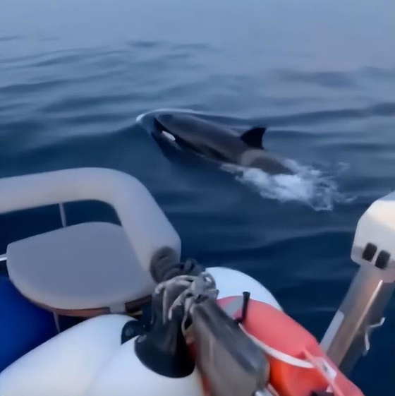 Orca005