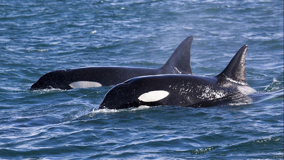 Orca007