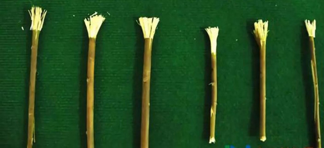 早期的牙刷先制作出一个细长的竹板，在顶端挖一排排小口，把猪鬃毛洗干净，插到小口里。