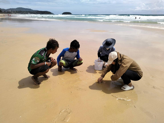 普吉沙滩出现体型娇小可爱的大西洋海神海蛞蝓,专家呼吁游客切勿触摸。