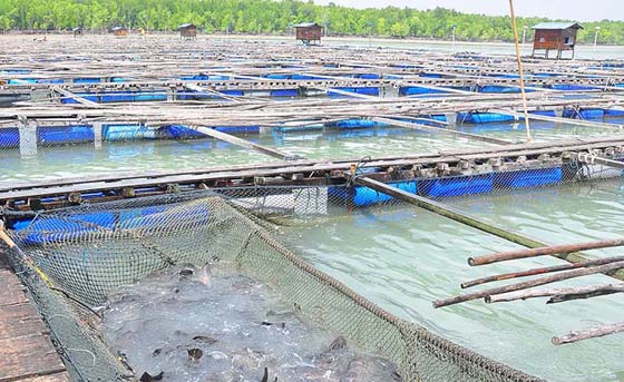 养殖渔场环境因为阴太重，风水磁场受到影响，从而导致鱼苗受到影响而死亡。