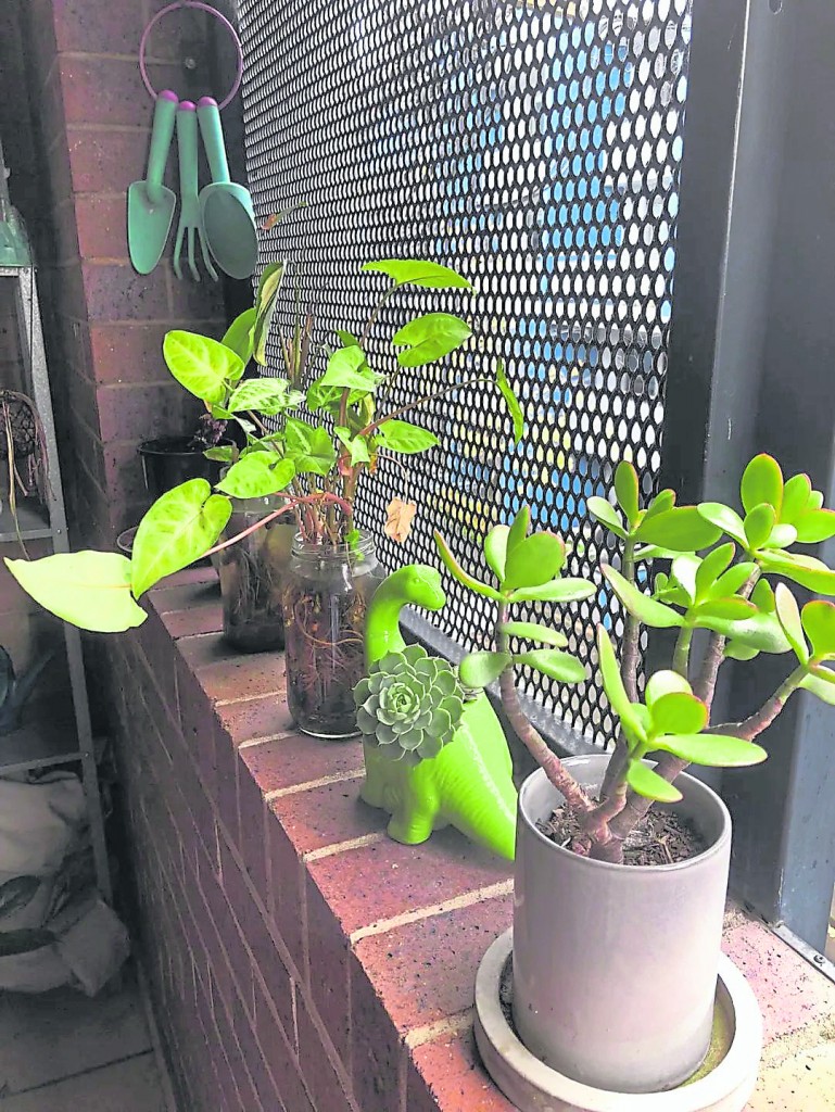 家里房子中宫的风水忌放植物,中宫在五行中属土,最怕有旺木来强克。