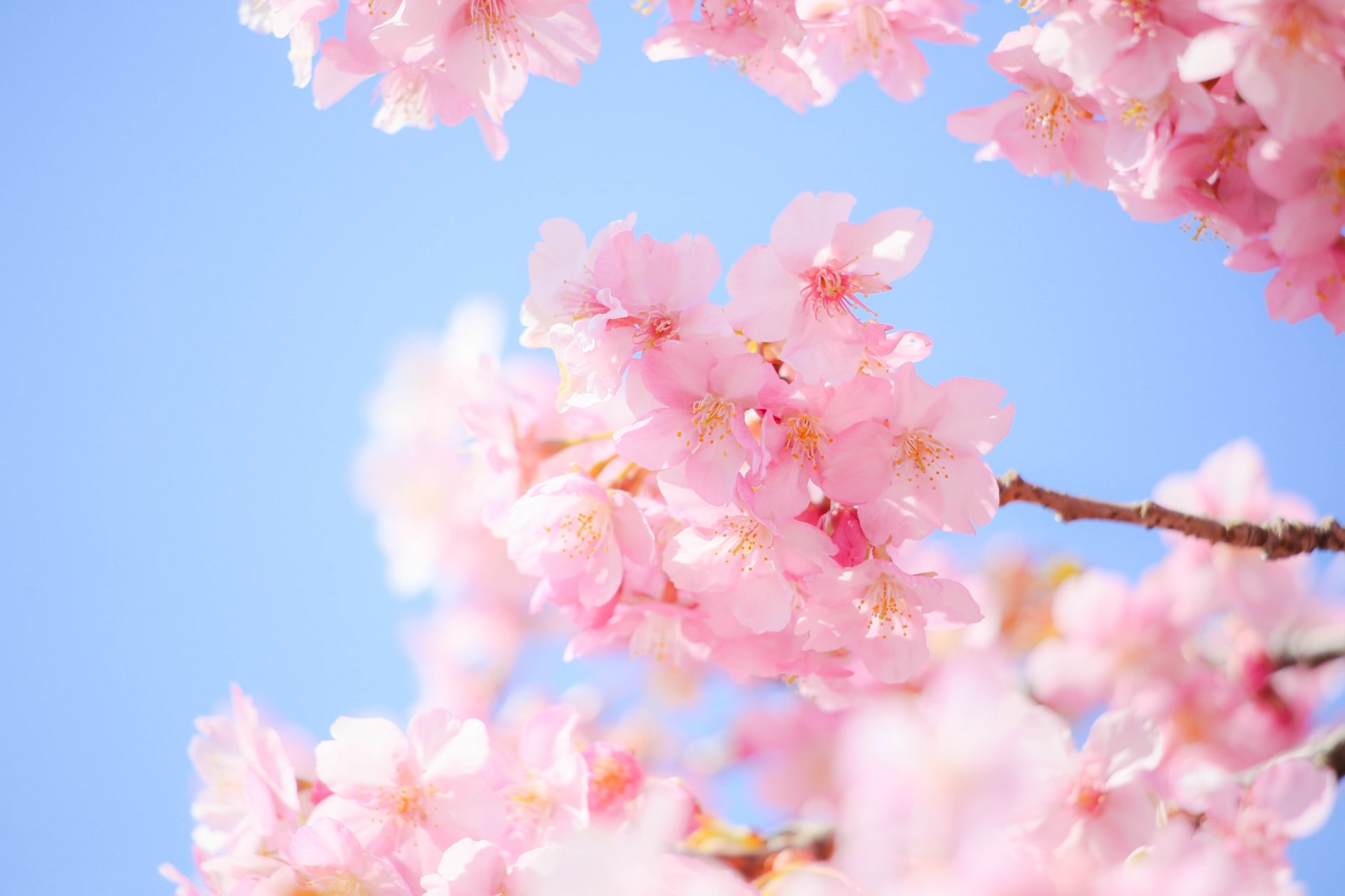 Cherry-blossoms-in-Japan