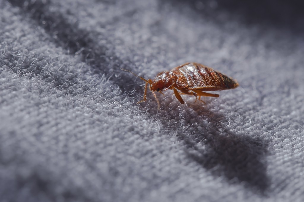 Bed,Bug,Cimex,Lectularius,At,Night,In,The,Moonlight