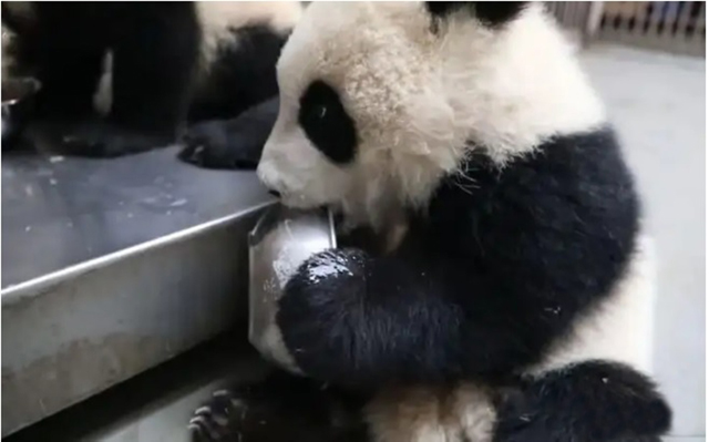 由于竹子含盐量很低，大熊猫需要从其他途径补充盐分，在无盐可食时，闯进村民家舔食铁锅里残存的盐分，村民们不了解它的习性，误以为是在吃铁。