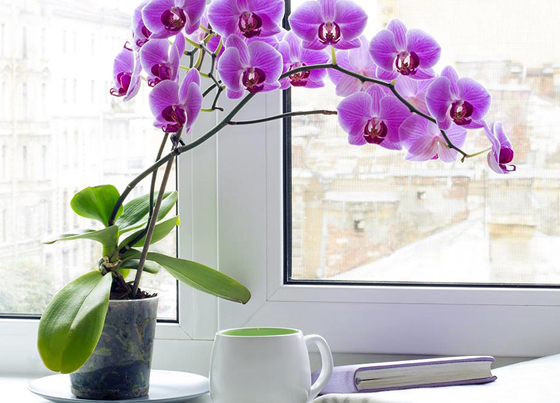 暖色系颜色的植物给人温暖柔和的感觉，也会为家里带来阳气，运势相对有提升的效果。