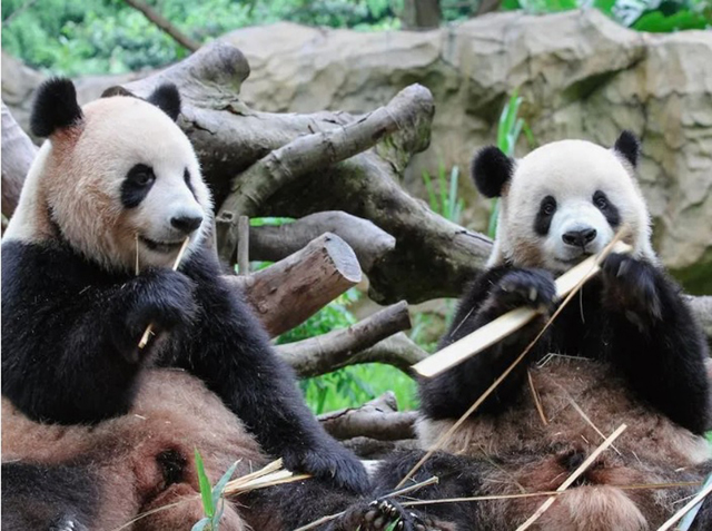 大熊猫每天要花费长达14个小时的时间来吃东西，每天可以吃掉12至38公斤的竹子。