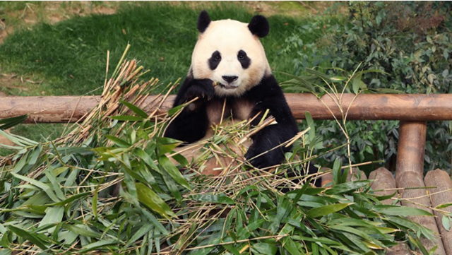 没想到大熊猫福宝回国后，而带动整个韩国民众出境中国旅游成第三大热门目的地。 