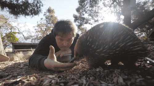 由于儿时的遗憾,以致格雷格长大后成立了一个24小时野生动物疗养院。