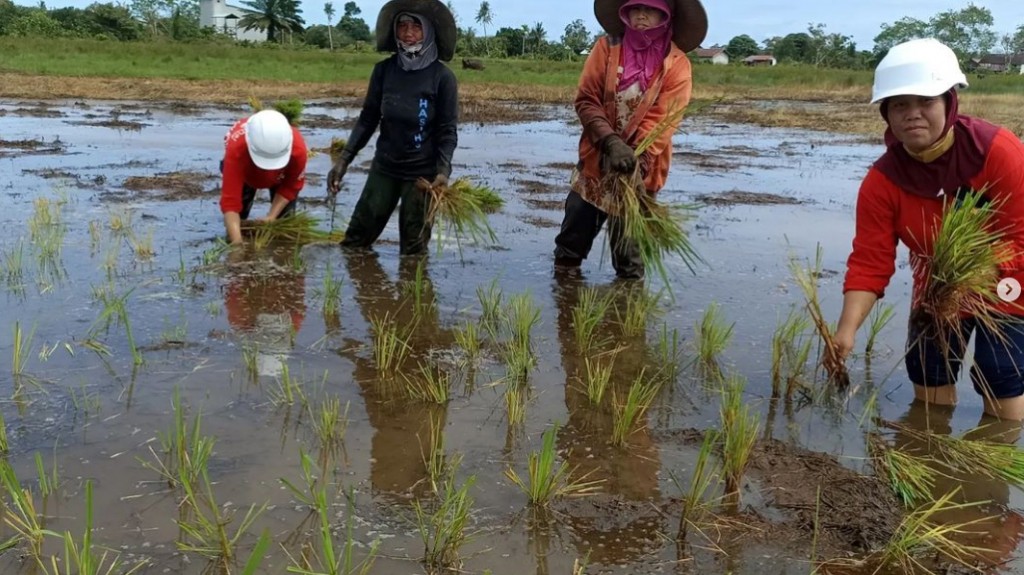印尼妈妈们一边巡逻社区的稻田，一边帮助居民种植水稻。