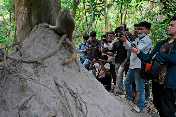 大批柬埔寨男子手持单眼相机在巴戎寺附近抢拍猴子，官员指控有YTR为了拍片不惜虐猴。