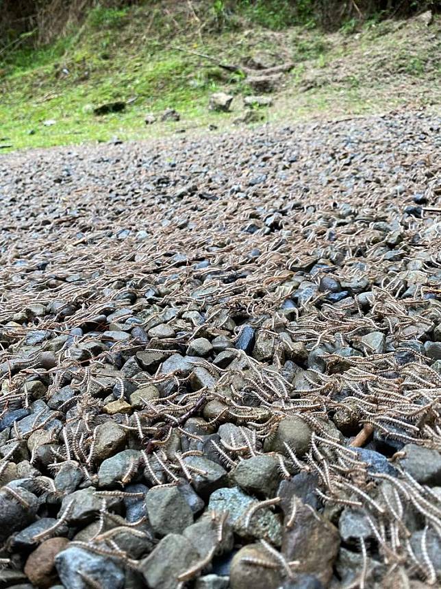 台湾苗栗惊见“虫虫海浪”来袭!。