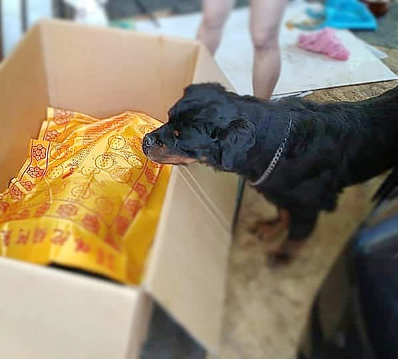 凶猛的罗威纳犬也不舍自己的“兄弟”离开，安静的目送它被送往火化。