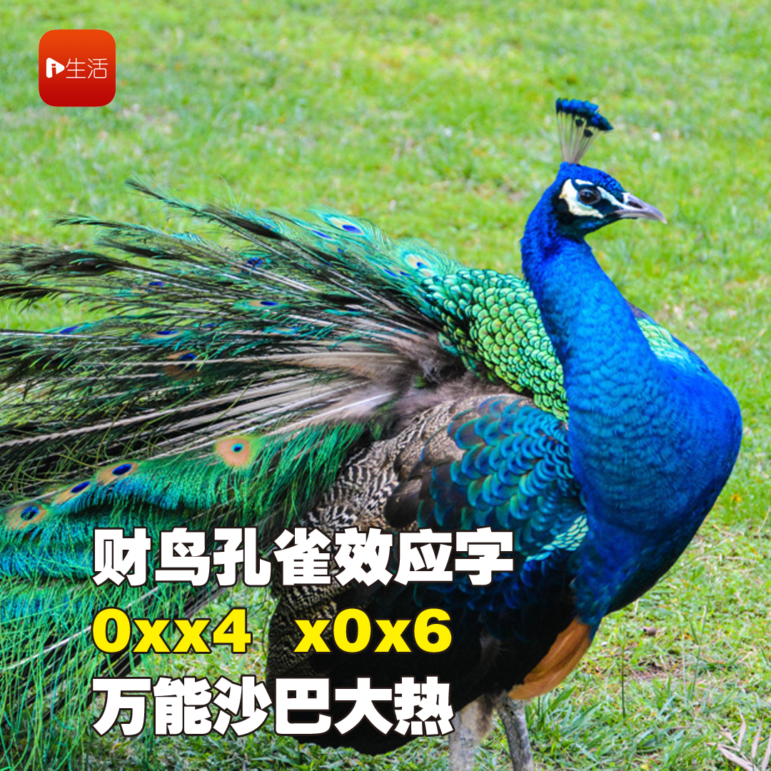 孔雀 2707e17287064f518adce619fa8292